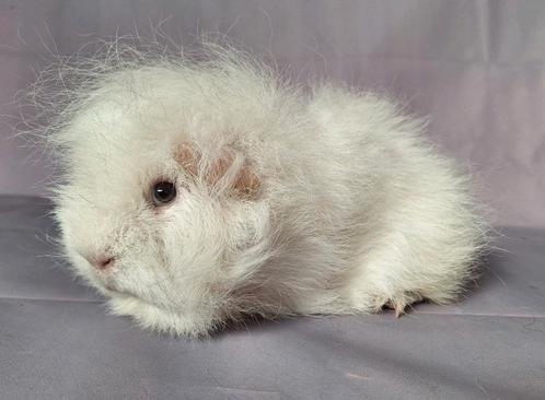 Ch teddy zeug - wit do, Dieren en Toebehoren, Knaagdieren, Vrouwelijk, Cavia, Februari, Tam
