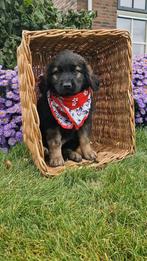 Superlieve Leonberger x Newfoundlander pups, Overige rassen, 8 tot 15 weken, CDV (hondenziekte), Meerdere