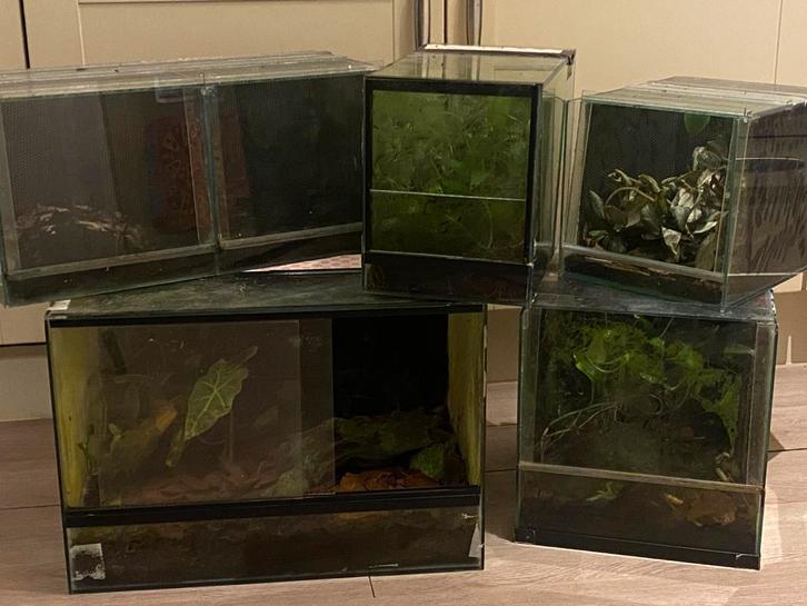 5 terrarium 6 verblijven bieden per stuk kan ook, Dieren en Toebehoren, Reptielen en Amfibieën | Toebehoren, Zo goed als nieuw