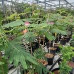 Albizia  'Ombrella' | Perzische slaapboom |  3 voor 40 euro, Ophalen, Zomer, Volle zon