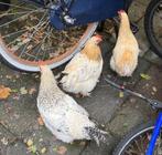 3 hanen, Dieren en Toebehoren, Mannelijk, Kip