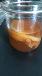 Scooby voor kombucha (met starter) aangeboden, Ophalen
