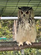 Koppel Bengale lichte versie, Dieren en Toebehoren, Vogels | Overige Vogels, Meerdere dieren, Roofvogel, Geringd