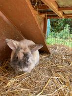 Dwergkonijntje, Dieren en Toebehoren, Mannelijk
