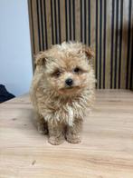 Pomapoo pups, Dieren en Toebehoren, Honden | Chihuahua's en Gezelschapshonden, Poedel, Particulier, 15 weken tot 1 jaar, Reu