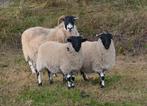 Te koop scottisch blackface ramlammeren, Dieren en Toebehoren, Schapen, Geiten en Varkens, Meerdere dieren, Schaap