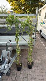 Nu of nooit zware hedera hoog 175 cm grote pot 4 pm 4,95, Ophalen, Vaste plant, Bloeit niet, Halfschaduw