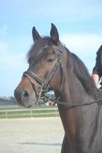 Zeer braaf paard, Dieren en Toebehoren, Paarden, B, Ruin, 160 tot 165 cm, 11 jaar of ouder