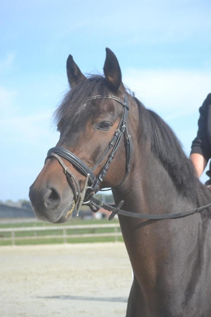 Zeer braaf paard, Dieren en Toebehoren, Paarden, Ruin, B, 160 tot 165 cm, 11 jaar of ouder, Recreatiepaard, Met stamboom, Gechipt