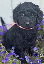 Labradoodle kruising dwergpoedel, Dieren en Toebehoren, CDV (hondenziekte), Overige rassen, 8 tot 15 weken, Meerdere