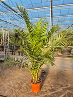 Palm, Phoenix canariensis, Ophalen, Gehele jaar, Volle zon, Zaad