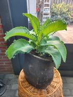 Plant, Tuin en Terras, Planten | Tuinplanten, Ophalen