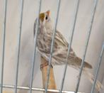 Noorse Barmsijs agaatkleur man en pop., Dieren en Toebehoren, Vogels | Overige Vogels, Meerdere dieren, Wildzangvogel, Geringd