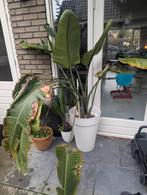 Strelitzia Nicolai - Paradijsvogelbloem, Volle zon, Vaste plant, Zomer, Ophalen