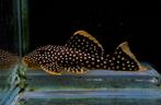 L018 en L081 Golden nugget pleco, Dieren en Toebehoren, Vis, Zoetwatervis