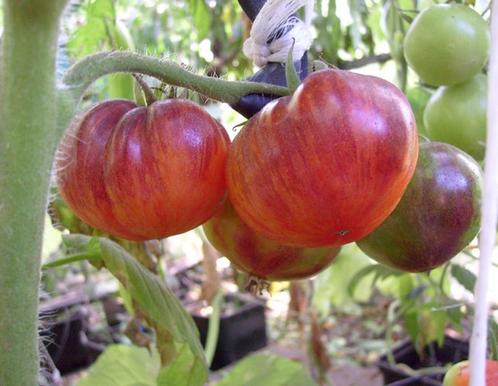 Tomatenplanten biologisch, Tuin en Terras, Planten | Tuinplanten, Eenjarig, Groenteplanten, Volle zon, Zomer, Ophalen of Verzenden
