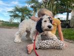F3 multigen Doodle labrador labradoodle oudere pup pups, 15 weken tot 1 jaar, Overige rassen, Meerdere, Meerdere dieren