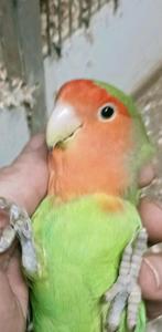 Prachtige tamme agapornis roseicollie rood masker man en pop, Dieren en Toebehoren, Meerdere dieren, Dwergpapegaai of Agapornis