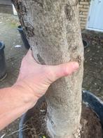 Olijf bomen 160-170 cm, Overige soorten, 100 tot 250 cm, Zomer, Ophalen