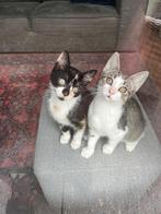 2 lieve kittens , samen 150 euro, Dieren en Toebehoren, Katten en Kittens | Overige Katten, Meerdere dieren, Kortharig, 0 tot 2 jaar