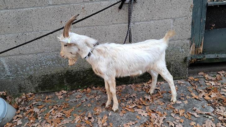 Mooie bijna witte melkbok te huur, Dieren en Toebehoren, Schapen, Geiten en Varkens, Geit, Mannelijk, 0 tot 2 jaar