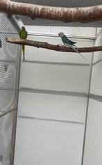 Opaline wkws halsband parkiet halsbandparkiet kweekkoppel, Dieren en Toebehoren, Vogels | Parkieten en Papegaaien, Meerdere dieren