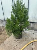 Zeer mooie Sequoiadendron giganteum mamoetboom 100-125 cm, Tuin en Terras, Planten | Bomen, Bloeit niet, 100 tot 250 cm, Volle zon