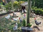 Bonte leghorn / leghorns, Dieren en Toebehoren, Pluimvee, Meerdere dieren, Kip