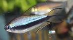 Keizertetra, Dieren en Toebehoren, Vis, Zoetwatervis, Schoolvis