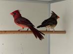 Rode kardinaal - cardinalis cardinalis, Dieren en Toebehoren, Vogels | Overige Vogels, Meerdere dieren, Geringd