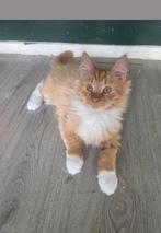 (Verkocht!)Kitten Siberische boskat/ mainecoon, Dieren en Toebehoren, Kater