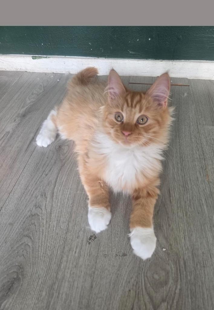 (Verkocht!)Kitten Siberische boskat/ mainecoon, Dieren en Toebehoren, Katten en Kittens | Raskatten | Langhaar, Kater