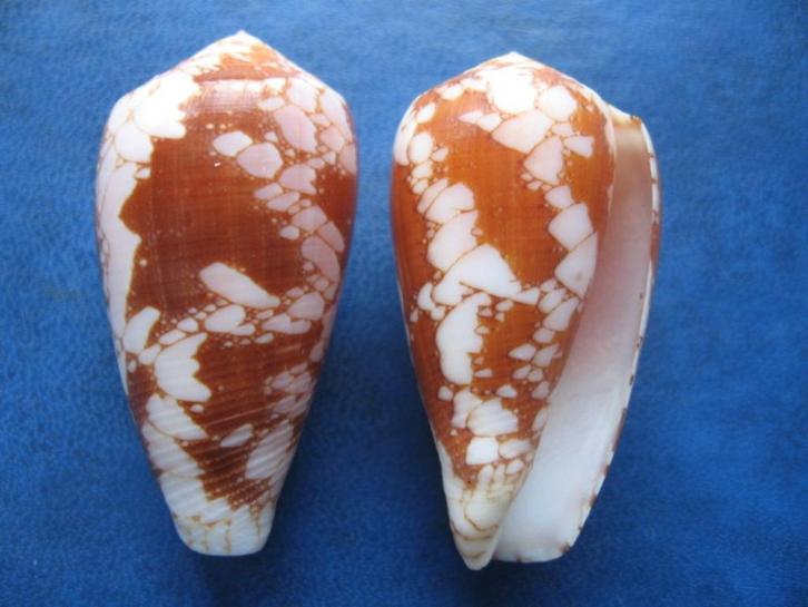 Schelpen: Conus corbieri Blöcher gem 36-43mm, Verzamelen, Mineralen en Fossielen, Schelp(en), Verzenden