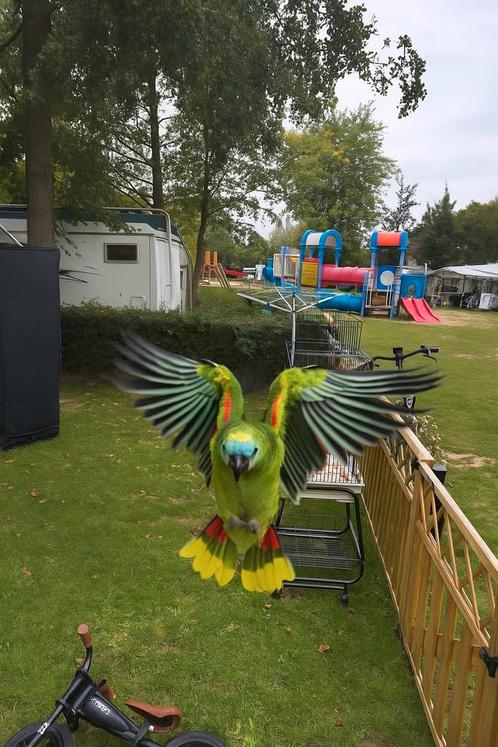 Blauwvoorhoofd amazone freeflight  tam, Dieren en Toebehoren, Vogels | Parkieten en Papegaaien, Papegaai, Meerdere dieren, Tam