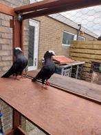Drie mookee duifen, Dieren en Toebehoren, Vogels | Duiven, Meerdere dieren, Overige soorten
