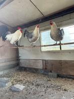 Broedeieren zilverpel, Dieren en Toebehoren, Geslacht onbekend, Kip