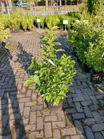Magnolia Susan in pot, Overige soorten, Lente, 100 tot 250 cm, Ophalen
