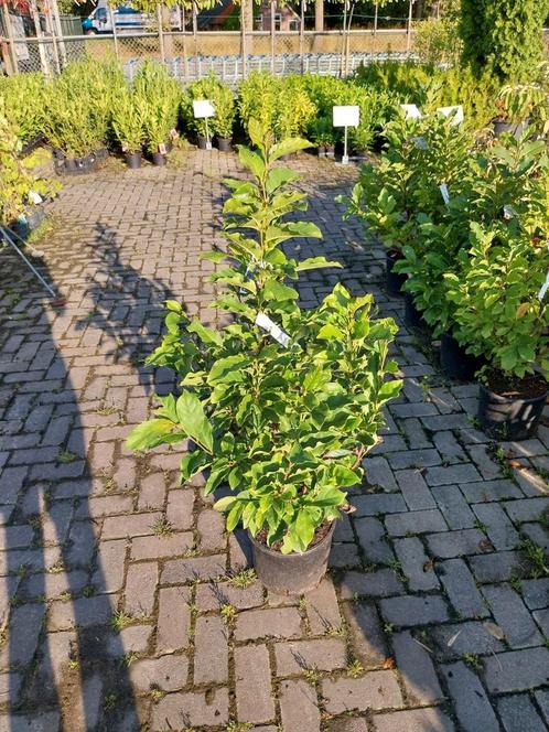 Magnolia Susan in pot, Tuin en Terras, Planten | Bomen, Overige soorten, 100 tot 250 cm, Volle zon, Lente, In pot, Ophalen
