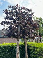 Rode leibeuken te koop, In pot, Leiboom, Halfschaduw, Ophalen of Verzenden