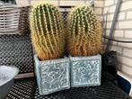 Cactus, Ophalen, Zo goed als nieuw, Rond, Minder dan 60 cm