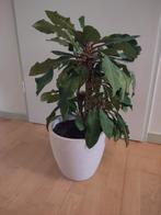 Euphorbia leuconera - Madagaskar juweel stekjes, Overige soorten, In pot, Minder dan 100 cm, Groene kamerplant