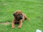 Rhodesian pups met stamboom augustus, Dieren en Toebehoren, Honden | Beagles, Bassets en Lopende honden, Nederland, Overige rassen