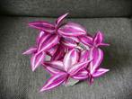 Tradescantia pink paradise, Huis en Inrichting, Kamerplanten, Ophalen of Verzenden, Overige soorten, Minder dan 100 cm