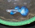 Blue Dragon snakeskin Guppy 100% Raszuiver Guppen, Vis, Zoetwatervis, Schoolvis