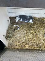 Jongen franse hangoren raszuiver, Meerdere dieren, Groot