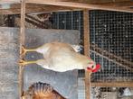 Isa Brown /Araucana, Dieren en Toebehoren, Mannelijk, Kip
