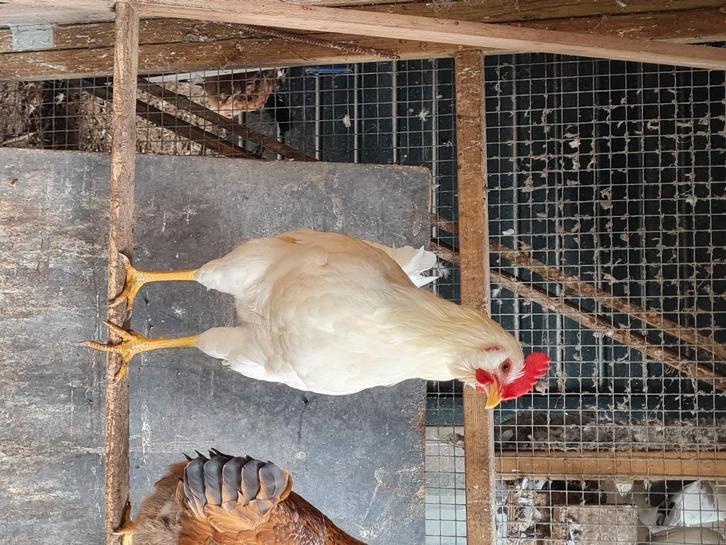 Isa Brown /Araucana, Dieren en Toebehoren, Pluimvee, Kip, Mannelijk