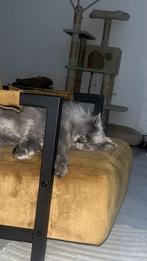 Kater yumak, Dieren en Toebehoren, Kater, Gechipt