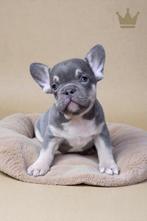 Mooiste raszuivere Franse Bulldog pups van NL., Dieren en Toebehoren, Nederland, Rabiës (hondsdolheid), 15 weken tot 1 jaar, Bulldog