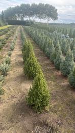 Picea conica, Tuin en Terras, Ophalen of Verzenden, Volle zon, Overige soorten, Minder dan 100 cm